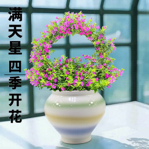 满天星盆栽室内花阳台带花苞花卉