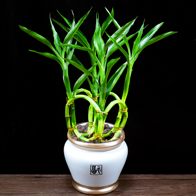 招财竹办公室内客厅净化空气促销