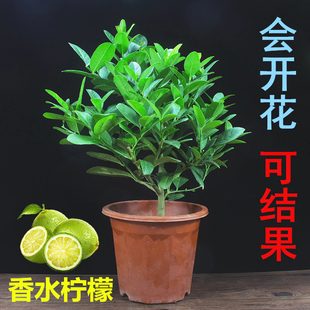 香水柠檬树苗盆栽四季开花水果树苗净化空气花卉阳台庭院室内植物