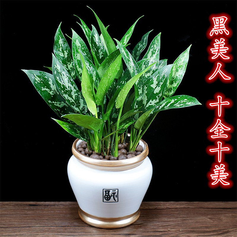 黑美人万年青盆栽办公室内花卉客厅四季常青好养植物净化空气绿植