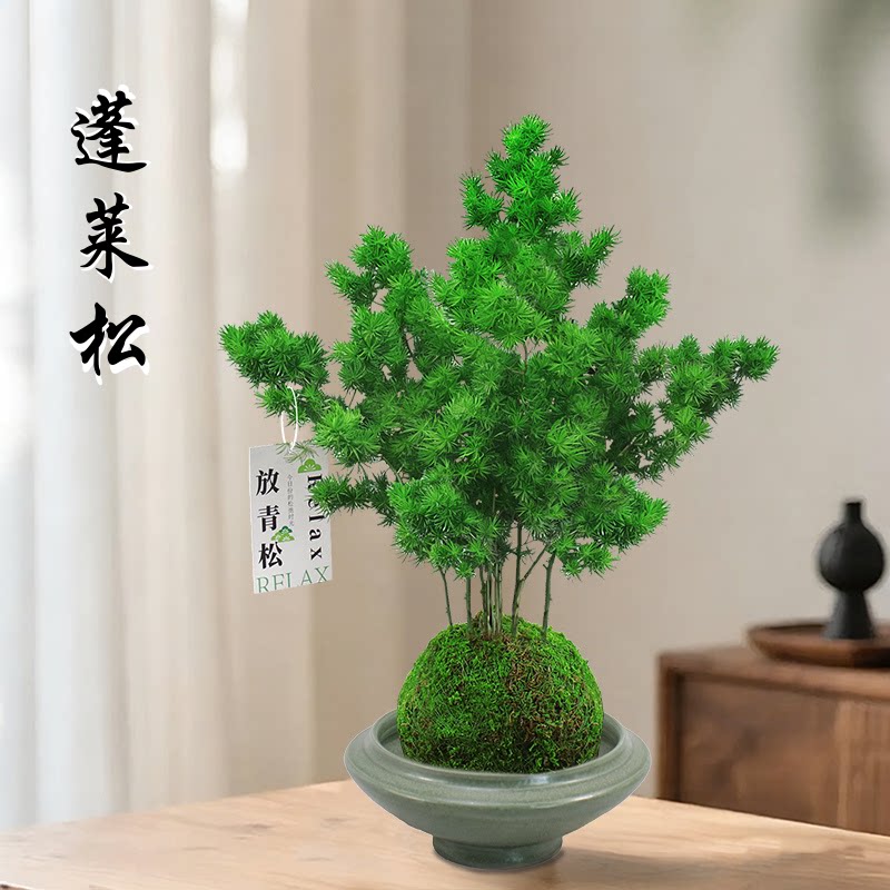 蓬莱松盆栽水培苔藓球办公室内四季好养植物客厅净化空气桌面绿植