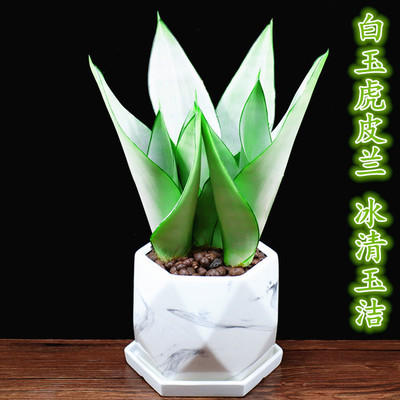 虎皮兰花办公室内吸甲醛冲量促销