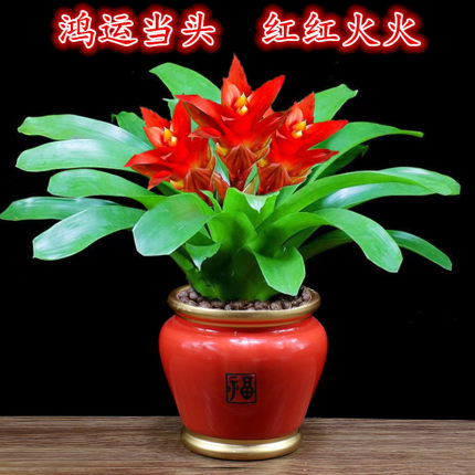 鸿运当头盆栽红掌办公室内花卉客厅植物四季好养开业送礼桌面绿植