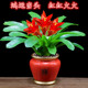 鸿运当头盆栽红掌办公室内花卉客厅植物四季 好养开业送礼桌面绿植
