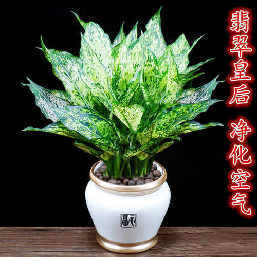 好养吉利红四季如意室内绿植花卉