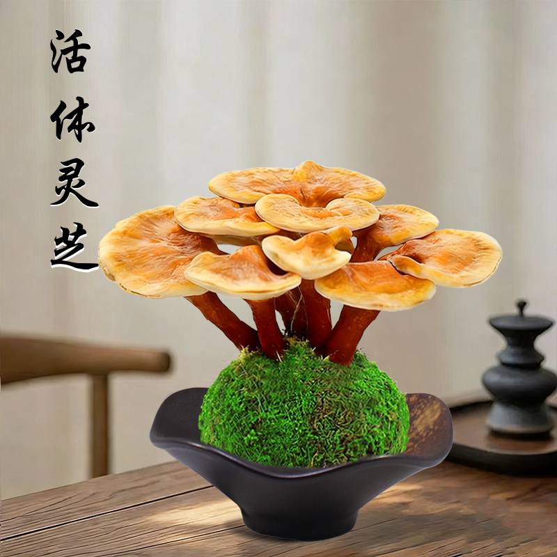 灵芝盆栽苔藓球水培植物好养招财绿植办公室内客厅茶桌面盆景摆件
