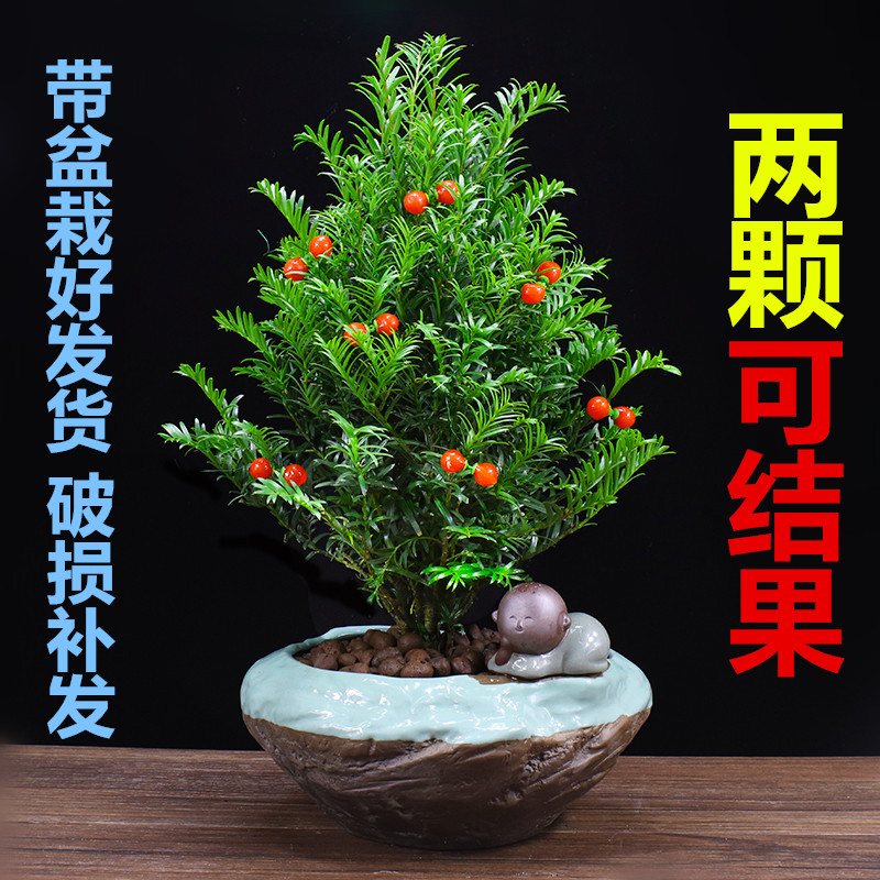 紅豆杉樹苗盆栽辦公室內桌面綠植花卉客廳吸甲醛植物四季常青盆景