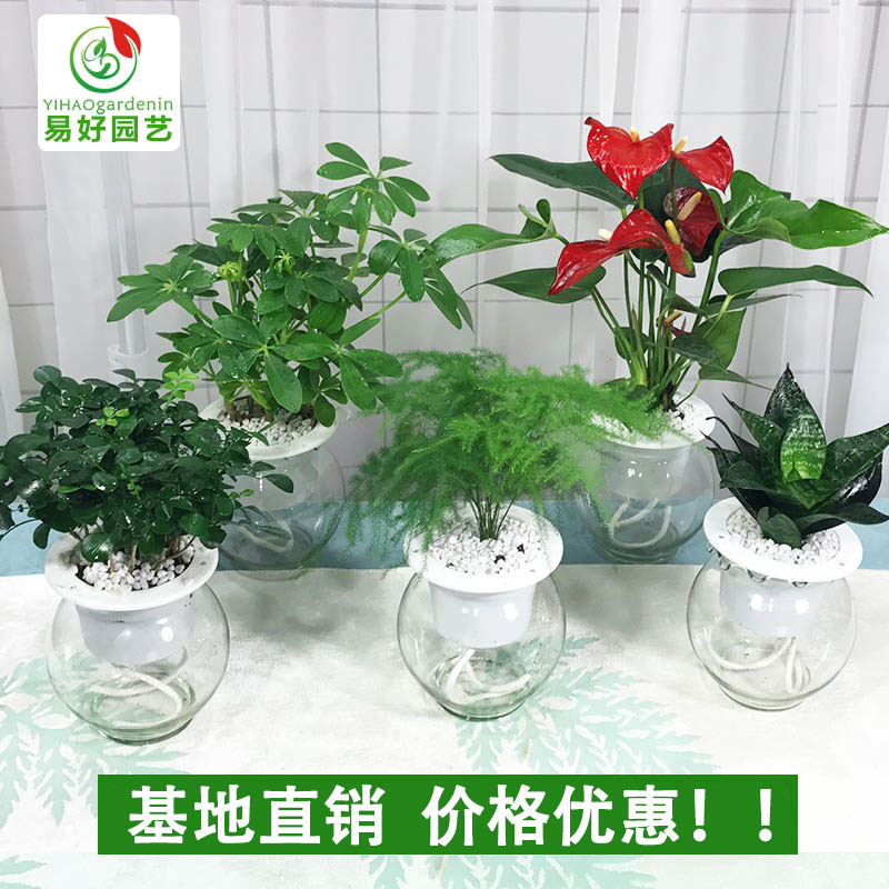 綠蘿發財樹文竹梔子花富貴竹白掌碧玉花卉辦公室內水培綠植物盆栽
