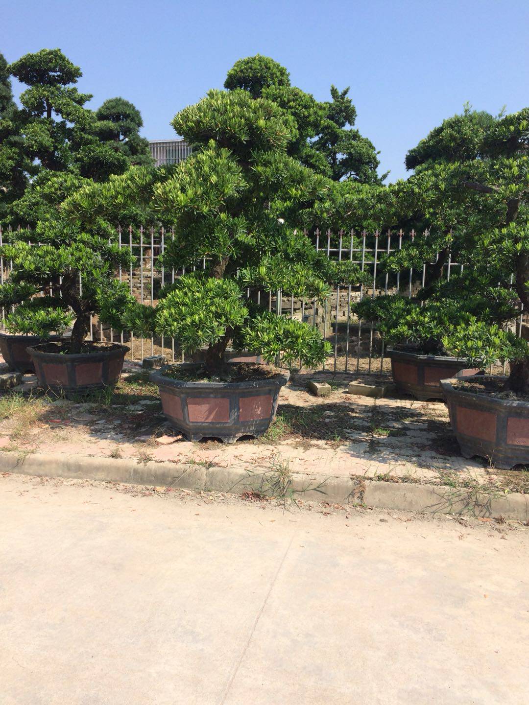 大型罗汉松盆景罗汉松造型罗汉松迎客松盆景树桩别墅酒店