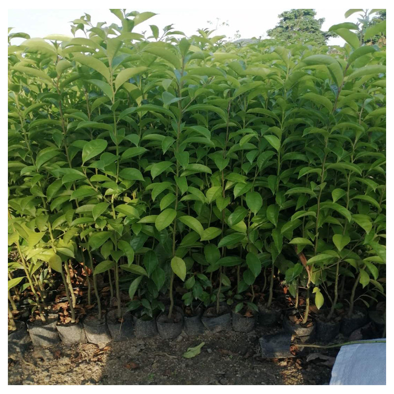 各个规格万紫千红树苗铁冬青树苗白银树苗带叶带土发货