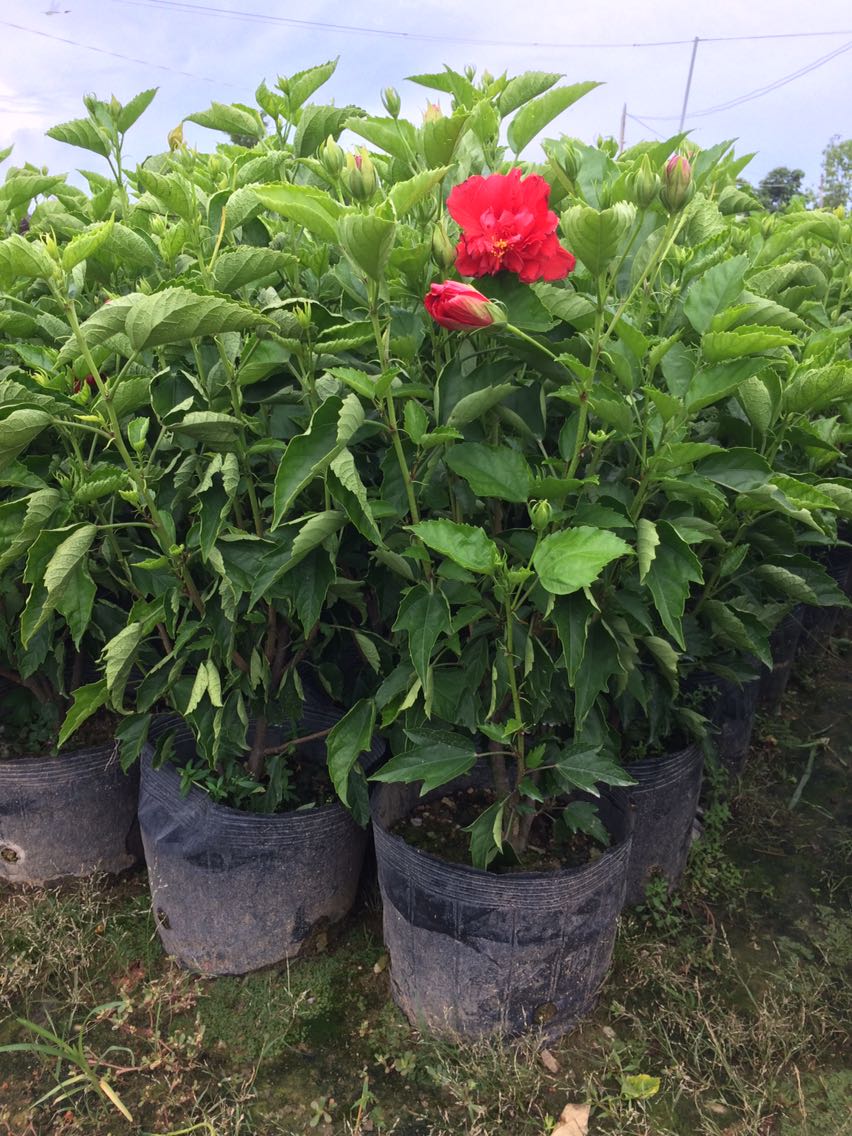 40cm高扶桑花苗重瓣丹麦朱槿重瓣扶桑带花桑叶牡丹大红花四季开花