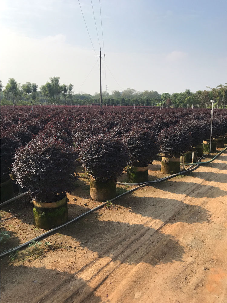 球形槙物红纪木球红花继木球红花木绿篱红继木球形庭院绿化带趣味