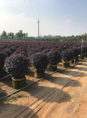 球形槙物红纪木球红花继木球红花木绿篱红继木球形庭院绿化带趣味