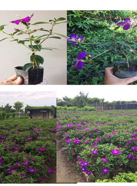 巴西野牡丹蓝稔花巴西紫牡丹花绿化苗树苗四季开花庭院阳台绿化带