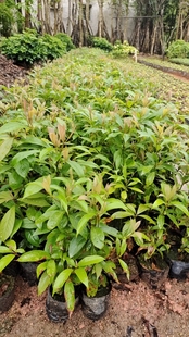 名贵苗木金丝楠木树苗沉香小叶紫檀奇楠宗四大名树常绿景观行道树