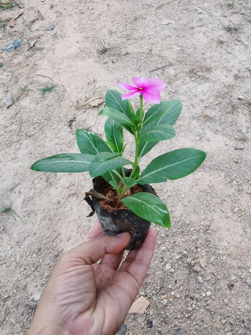 五叶梅苗长春花苗四时春日日春五瓣梅雁来红多次开花绿花苗木袋苗