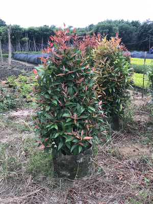 塔形红枫南天竹阳台美观四季常红