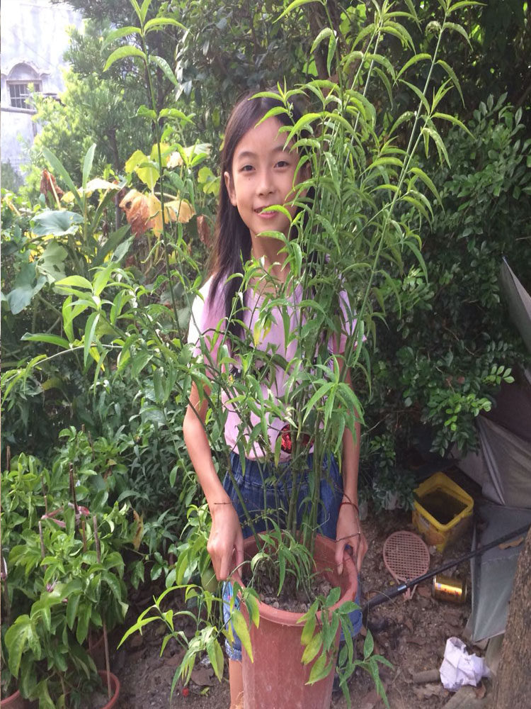 测试推荐忧盾草庭院优盾草花苗