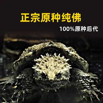 正宗野后原种纯佛鳄龟爆刺鳄鱼龟纯佛鳄龟幼苗活物北美小乌龟活体