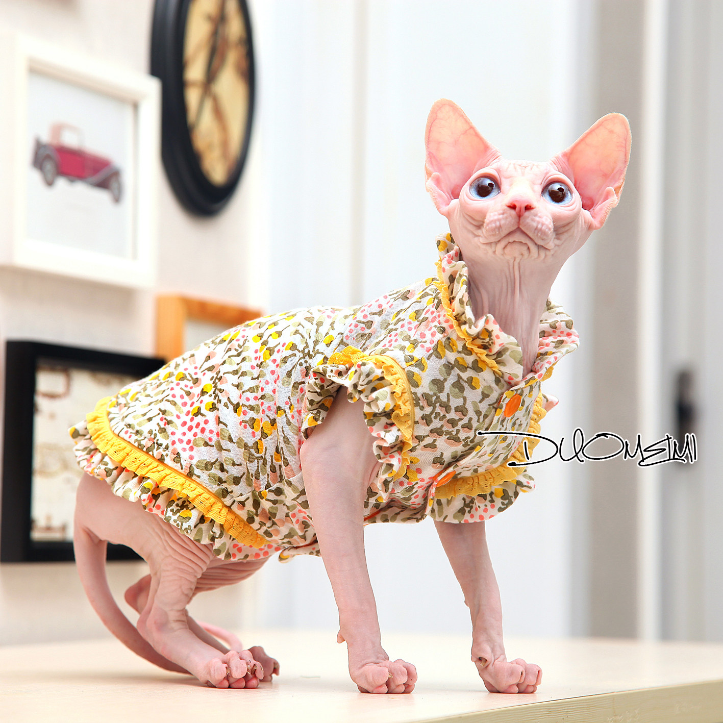 无毛猫衣服斯芬克斯猫德文夏季薄款纯棉荷叶袖连衣裙抖音快手网红