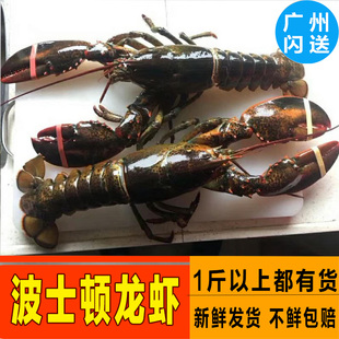 加拿大波士顿冷冻海鲜特大澳洲龙虾鲜冻波龙500g 省内3只顺丰包邮