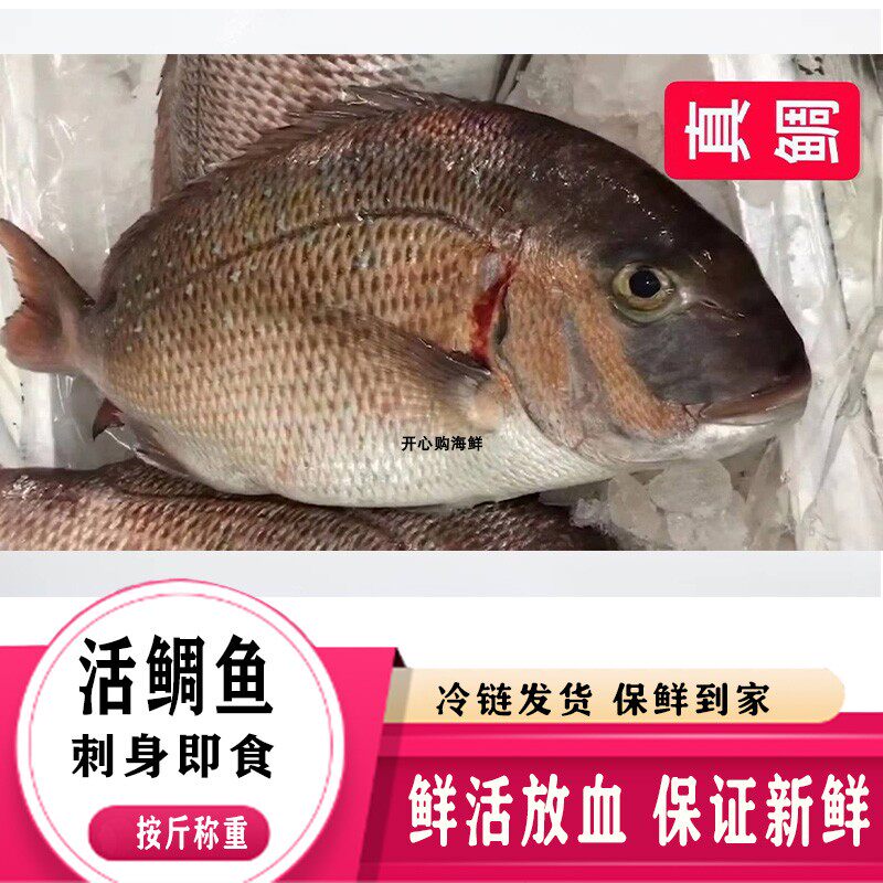 鲜活冰鲜鲷鱼 真鲷鱼刺身即食寿司加吉鱼放血 整条1.5-4斤条 罗非