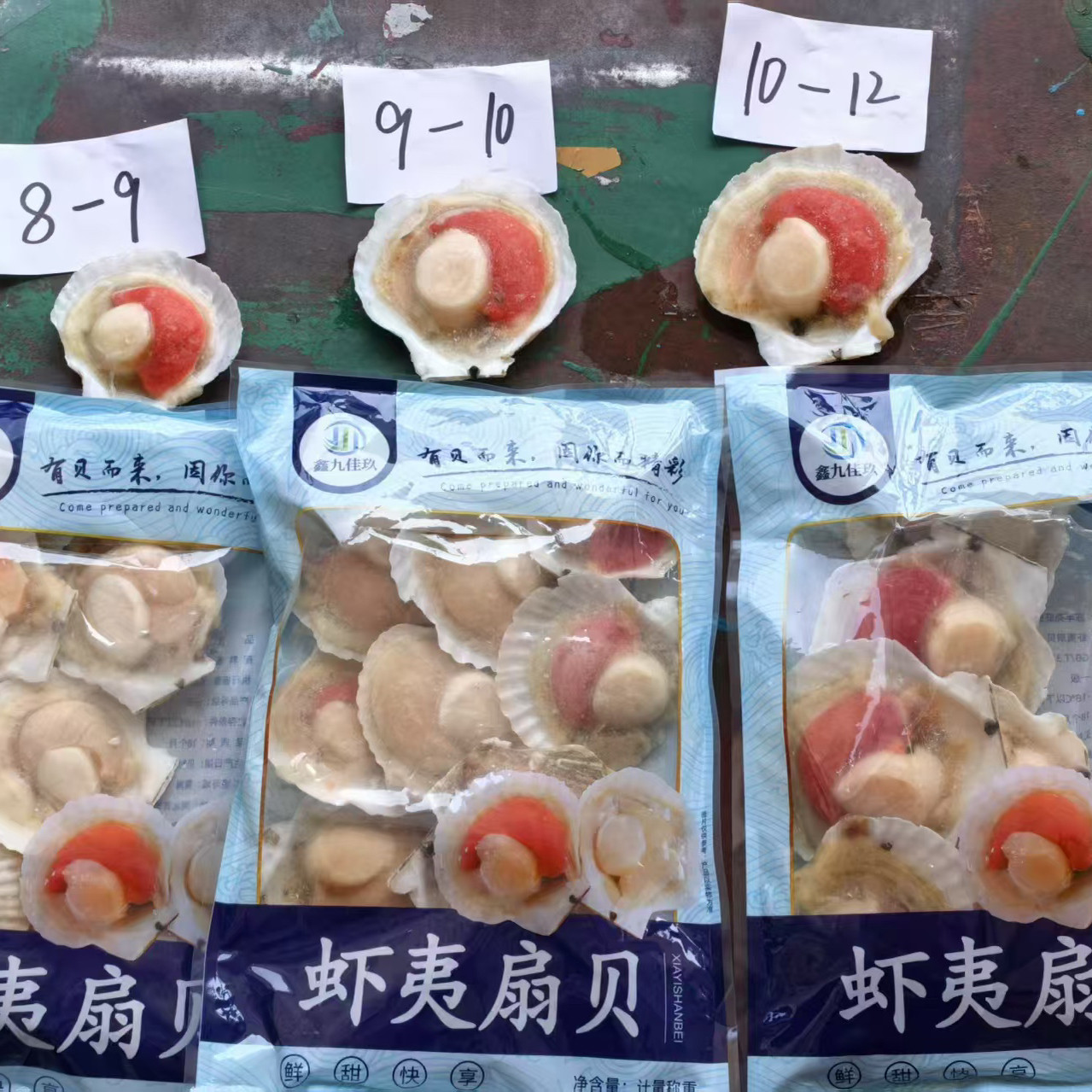 久佳玖虾夷扇贝 大只半壳扇贝多红羔 8-12多规格700g/包 广东包邮