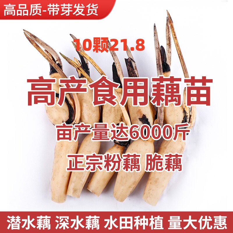 食用莲藕种苗种根池塘高产大型食用莲藕荷花苗种子观赏藕苗莲藕苗