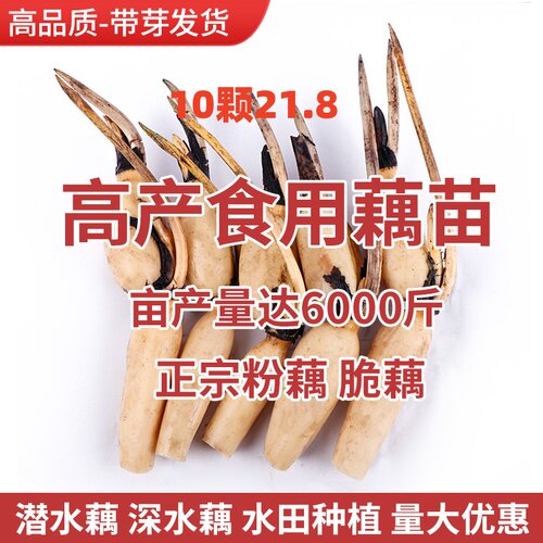 种苗池塘藕苗夏季荷花