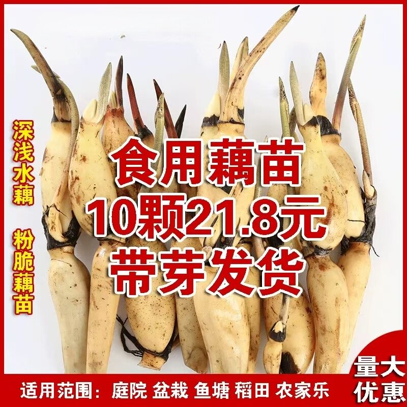 高产食用藕苗大型观赏荷花莲藕种子浅水种苗 莲藕种根苗