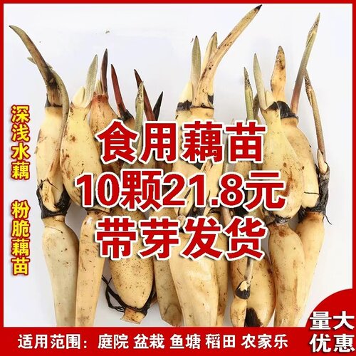 食用莲藕种苗观赏荷花莲藕苗种