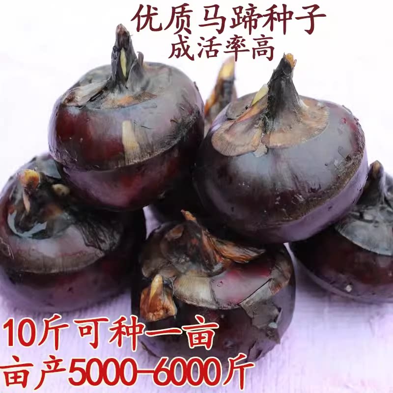 正宗新鲜优质马蹄荸荠种子组培一号超大水果马蹄种苗脆甜无渣多汁