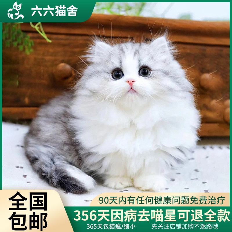英短银白拿破仑矮脚猫幼猫短腿猫曼基康布偶猫猫咪活物宠物猫小猫