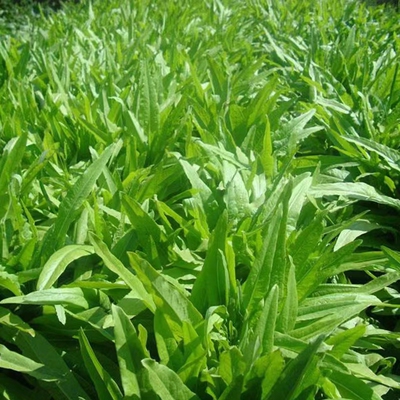 四季阳台盆栽庭院油麦菜种子