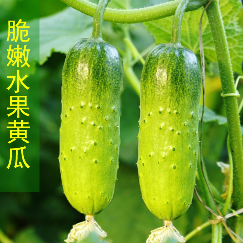 水果黄瓜种苗旱黄瓜种籽青黄瓜密刺黄瓜阳台盆栽四季种植蔬菜种籽