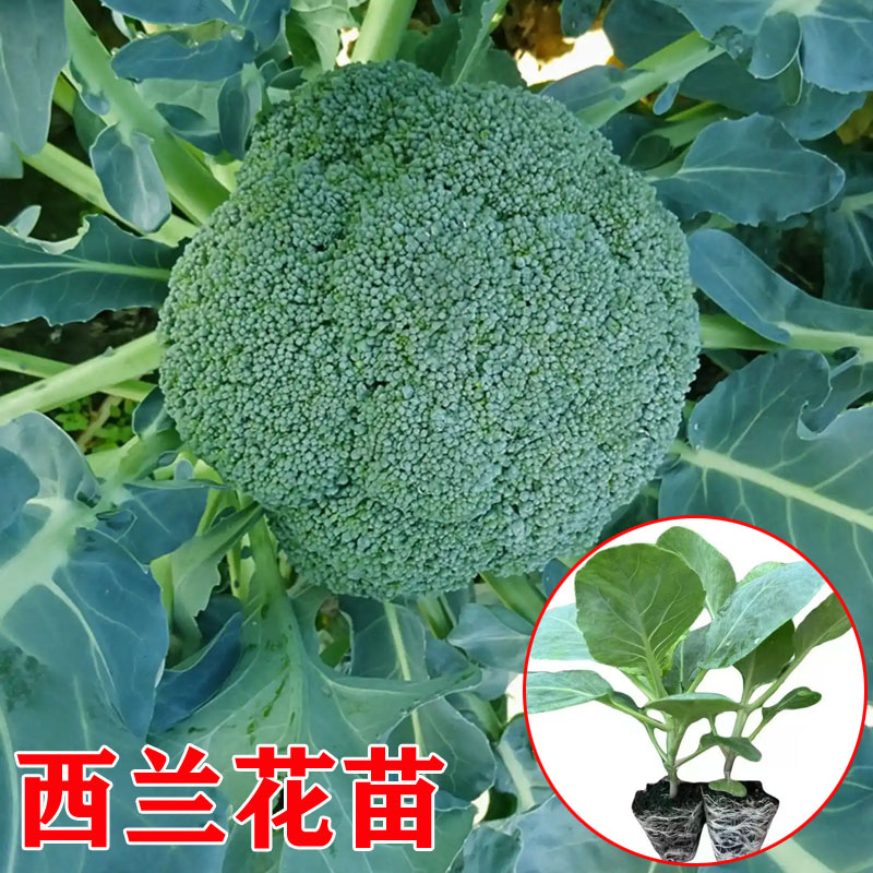 西兰花秧苗高产甜杆西兰苔苗青梗松花菜苗秋冬耐寒花椰菜甘蓝菜苗