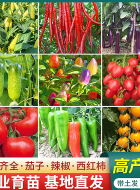 蔬菜苗辣椒青椒苗番茄苗西瓜苗黄瓜苗茄子苗圣女果苗高产蔬菜秧苗
