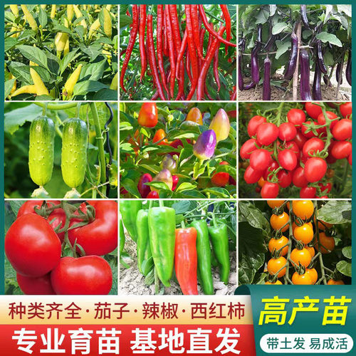 蔬菜苗辣椒青椒苗番茄苗西瓜苗黄瓜苗茄子苗圣女果苗高产蔬菜秧苗