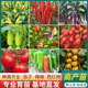 蔬菜苗辣椒青椒苗番茄苗西瓜苗黄瓜苗茄子苗圣女果苗高产蔬菜秧苗