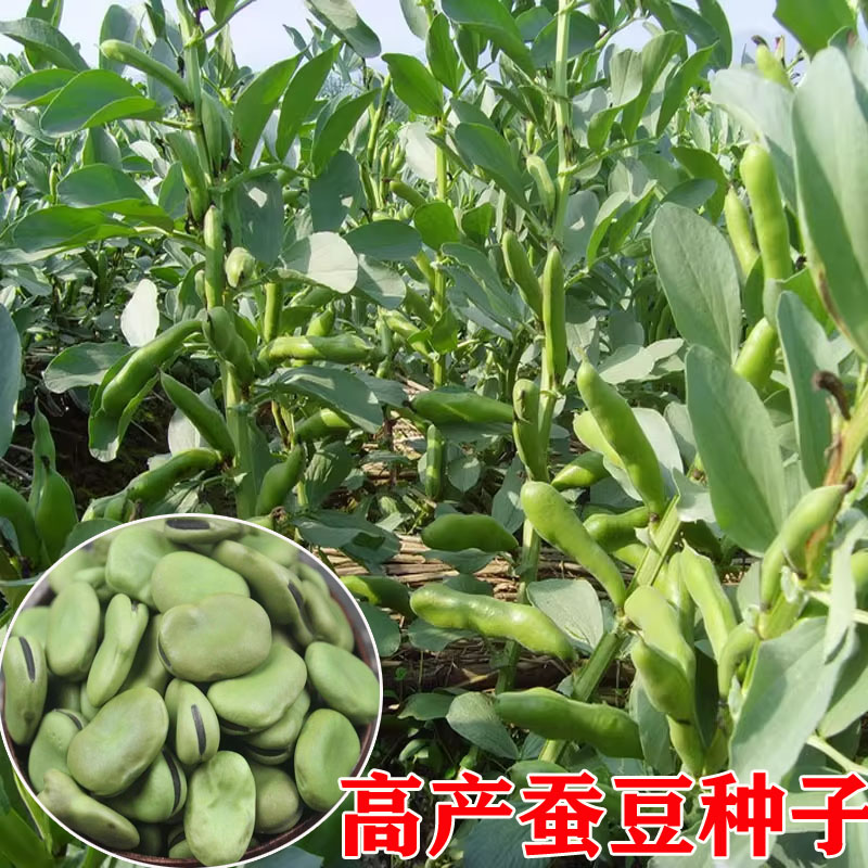 农家早熟高产园艺蔬菜蚕豆种子