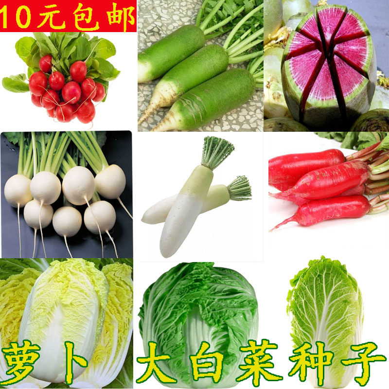 水果种子高产大白菜樱桃萝卜