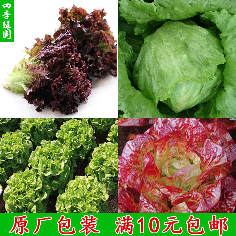 四季蔬菜种子结球生菜种子软尾生菜种子奶油生菜阳台盆栽庭院播种