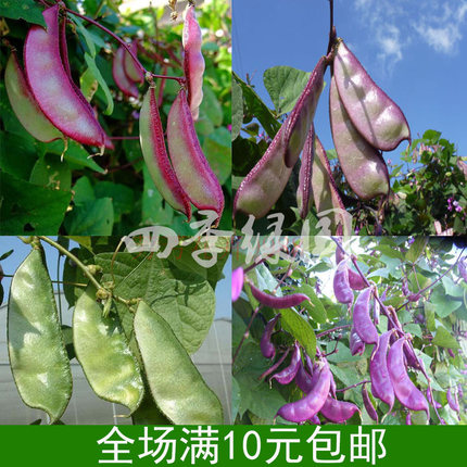 扁豆种子红扁豆种子紫扁豆绿眉豆籽芸豆种子四季庭院豆类蔬菜种子