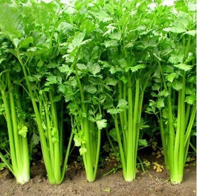 四季美国津南玻璃脆包邮小香芹