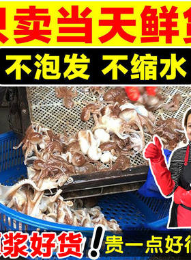 【不缩水】迷你小八爪鱼【鲜活冷冻】新鲜短腿小章鱼八爪鱼火锅