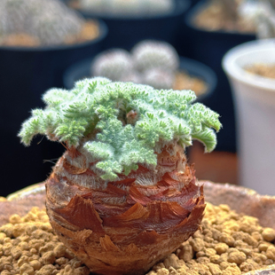 超可爱圆头圆脑款 实拍番薯头羽叶洋葵4厘米块根植物老桩茸茸阳台