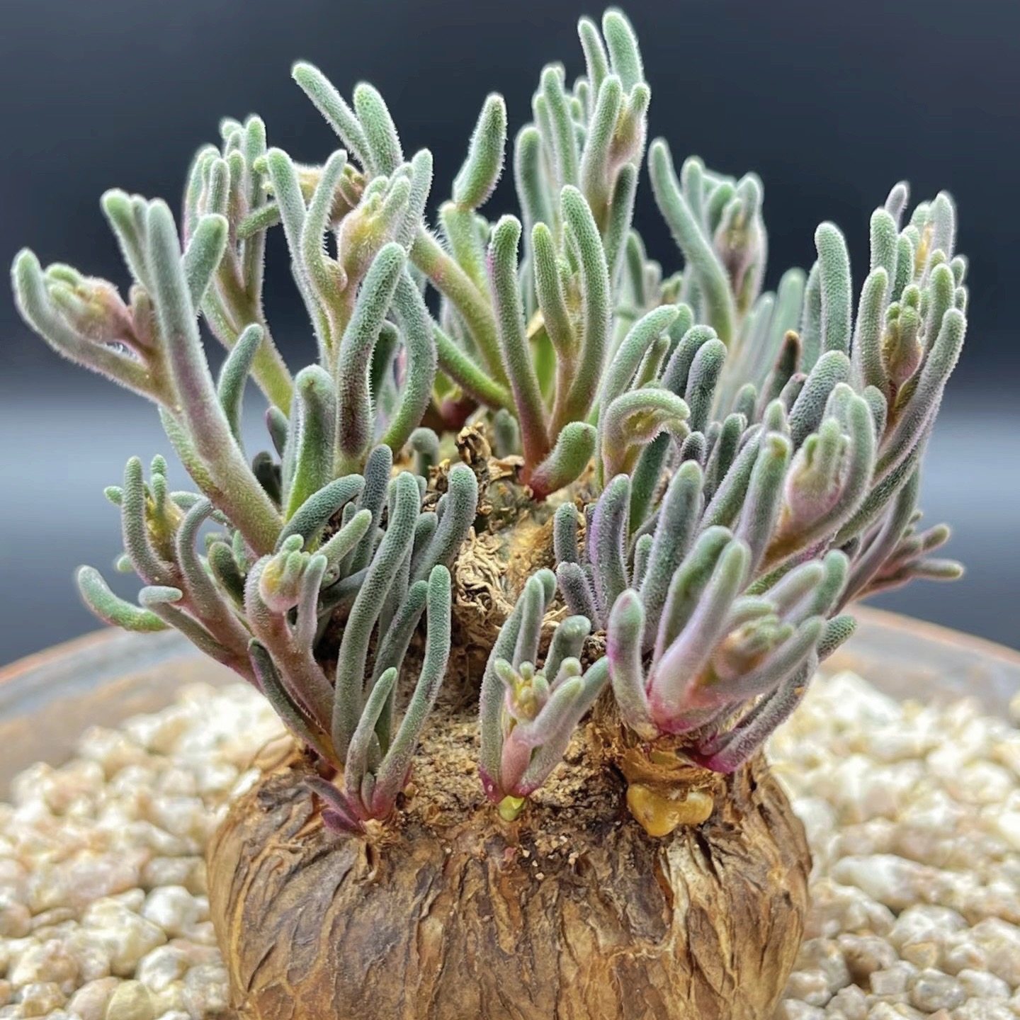 黄花淡清霜九尾狐 叶子亮晶晶毛绒绒 块根4厘米母本 多肉植物