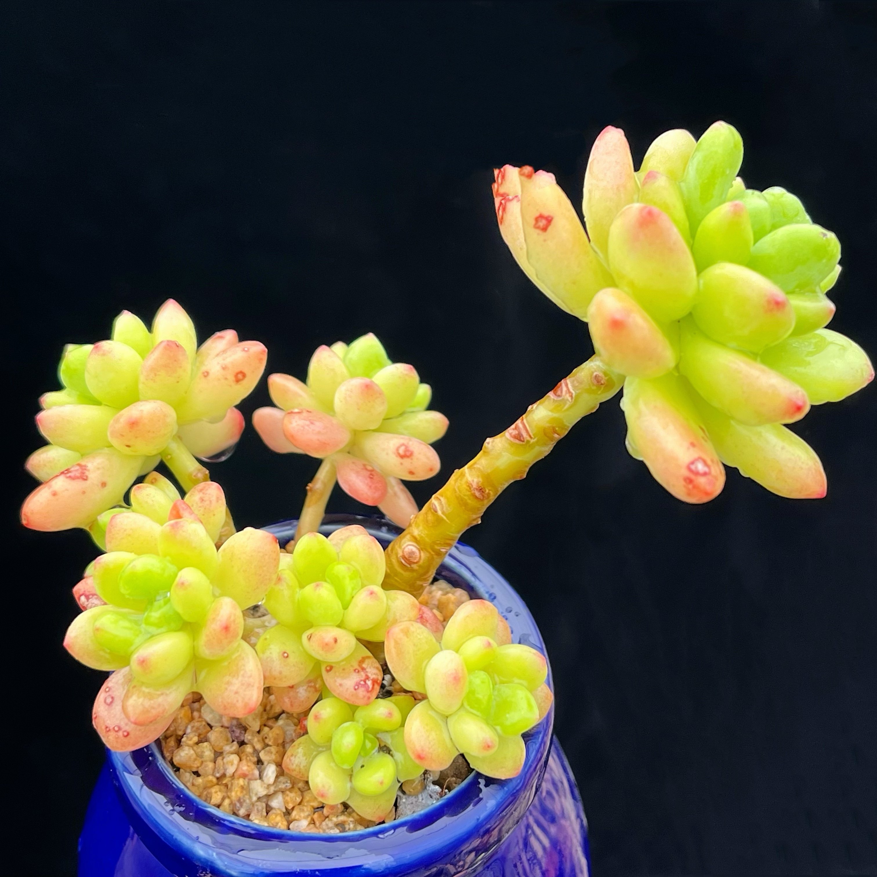 香格里拉意境小老桩 果冻橙色淡淡香多肉精控小老桩多肉植物好看