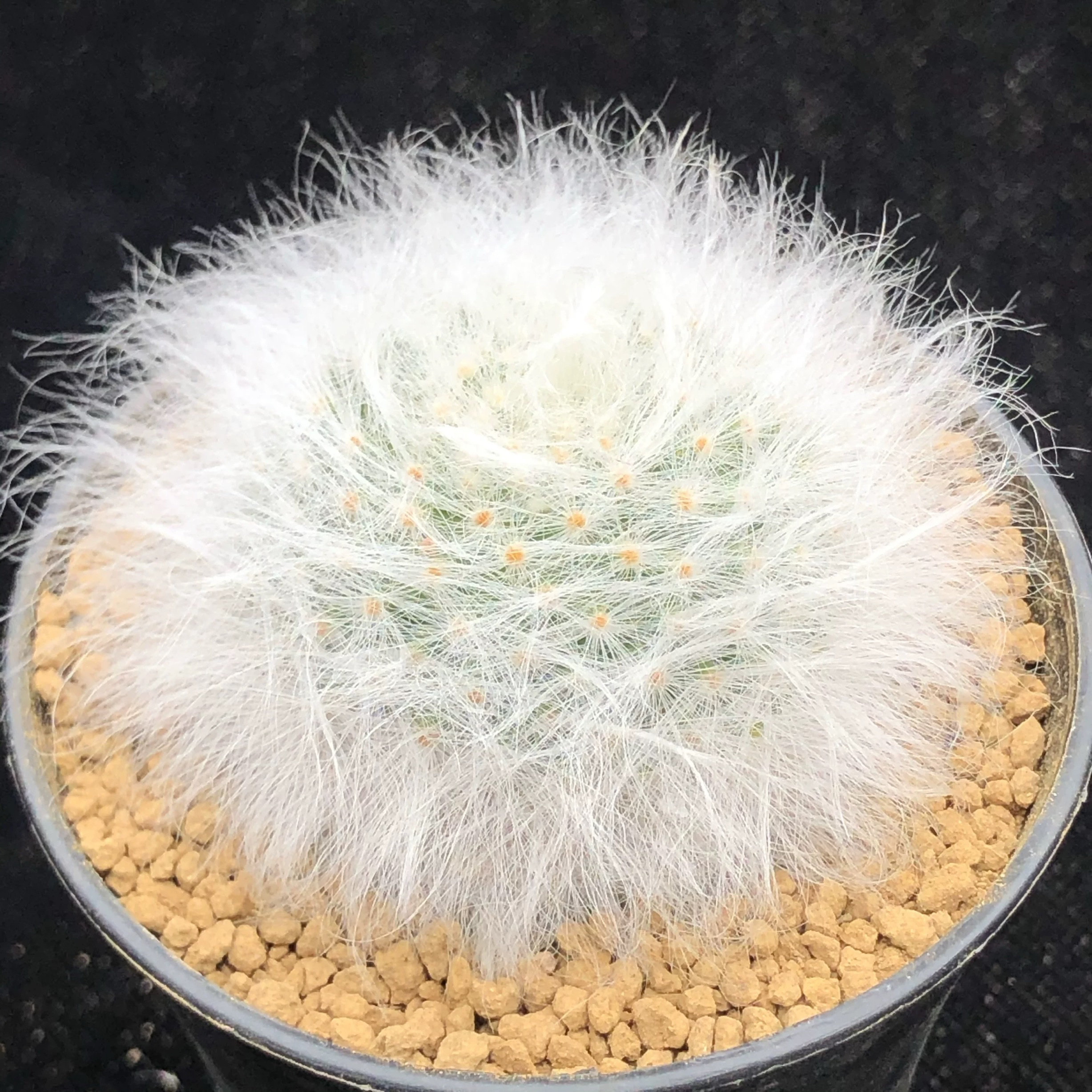 无刺丽光殿 实生毛球 可爱开紫色大花萌球软毛不扎手多肉植物盆栽