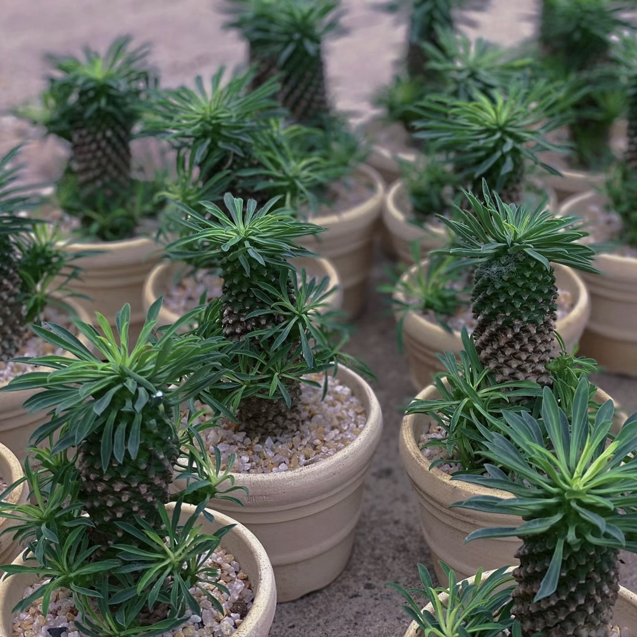 铁甲麒麟菠萝头 海绵宝宝家块根多肉开黄花可爱多肉植物高度6厘米,鲜花速递/花卉仿真/绿植园艺,多肉植物,淘宝优惠券,粉丝福利购,淘宝优惠卷